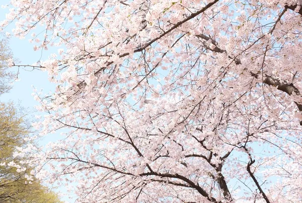 Cherry Blossoms during Spring in Seoul, Korea, Sakura season, selective focus