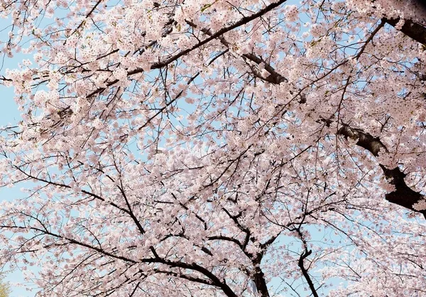 Cherry Blossoms Κατά Διάρκεια Της Άνοιξης Στη Σεούλ Κορέα Εποχή — Φωτογραφία Αρχείου