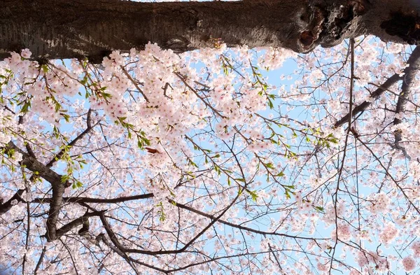 ソウル 桜の季節 選択的フォーカス中の桜 — ストック写真