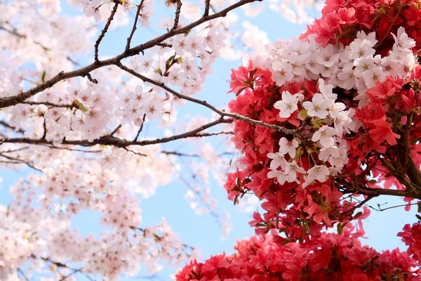 Cherry Blossoms Κατά Διάρκεια Της Άνοιξης Στη Σεούλ Κορέα Εποχή — Φωτογραφία Αρχείου