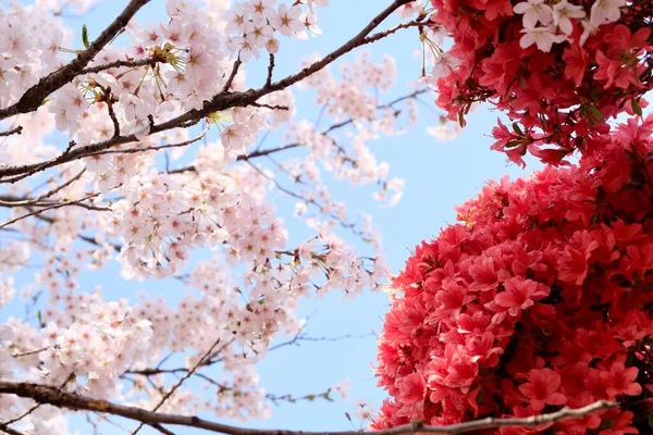 Cherry Blossoms Durante Primavera Seul Coréia Temporada Sakura Foco Seletivo — Fotografia de Stock