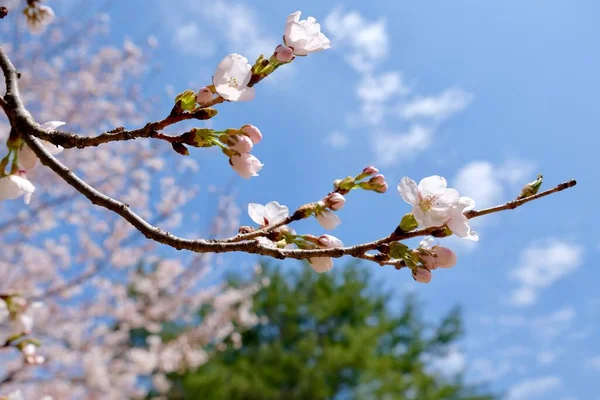 Cherry Blossoms Κατά Διάρκεια Της Άνοιξης Στη Σεούλ Κορέα Εποχή — Φωτογραφία Αρχείου