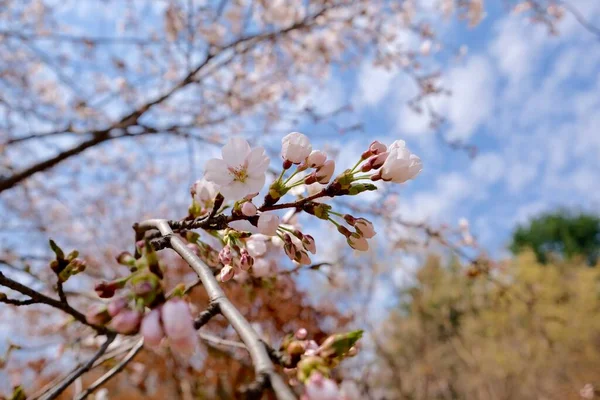 Kirschblüten Frühling Seoul Korea Sakura Saison Selektiver Fokus — Stockfoto