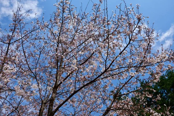 Cherry Blossoms Κατά Διάρκεια Της Άνοιξης Στη Σεούλ Κορέα Εποχή — Φωτογραφία Αρχείου