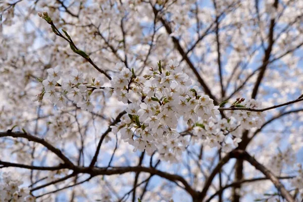 Flores Cerezo Durante Primavera Seúl Corea Temporada Sakura Enfoque Selectivo —  Fotos de Stock