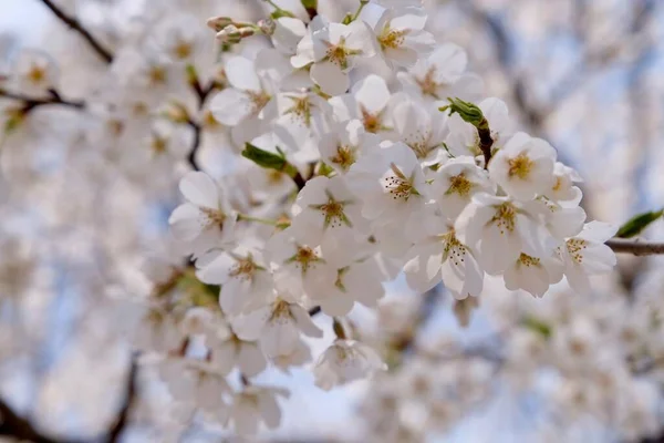 Cseresznyevirág Tavasszal Szöulban Koreában Sakura Szezonban Szelektív Fókusz — Stock Fotó