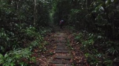 Yağmurlu bir günde Gunung Gading Ulusal Parkı, Luncu, Sarawak 'ta orman yolunda ilk insan görüşü. 