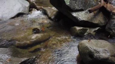 Yağmurlu bir günde Gunung Gading Ulusal Parkı, Lundu, Sarawak 'taki şelalenin sinematik görüntüleri.