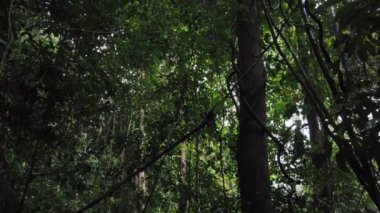 Gunung Gading Ulusal Parkı 'nda, Lundu, Kuching' de, yağmurlu bir günde orman tepe örtüsünü gösteren sinematik çekim.