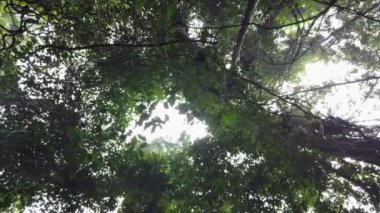 Gunung Gading Ulusal Parkı 'nda, Lundu, Kuching' de, yağmurlu bir günde orman tepe örtüsünü gösteren sinematik çekim.