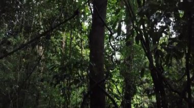 Gunung Gading Ulusal Parkı 'nda, Lundu, Kuching' de, yağmurlu bir günde orman tepe örtüsünü gösteren sinematik çekim.