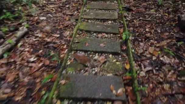 First Person View Walking Jungle Trail Gunung Gading National Park — Stock Video