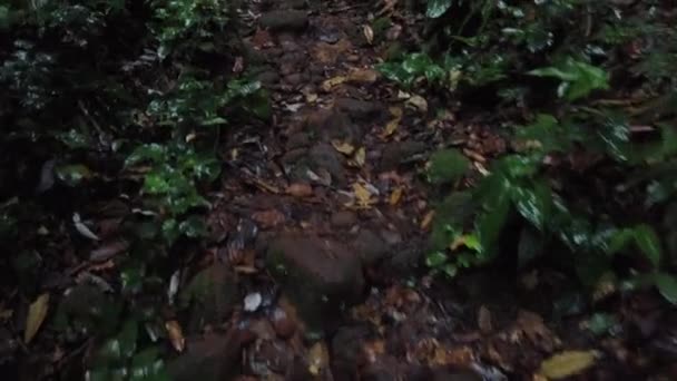 Vue à la première personne de marcher le long du sentier de la jungle au parc national Gunung Gading, Luncu, Sarawak un jour de pluie 