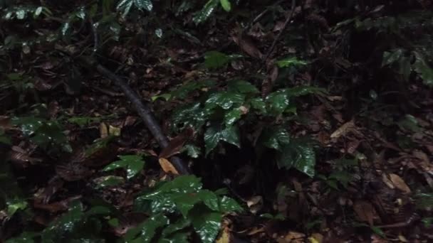 Vue à la première personne de marcher le long du sentier de la jungle au parc national Gunung Gading, Luncu, Sarawak un jour de pluie 