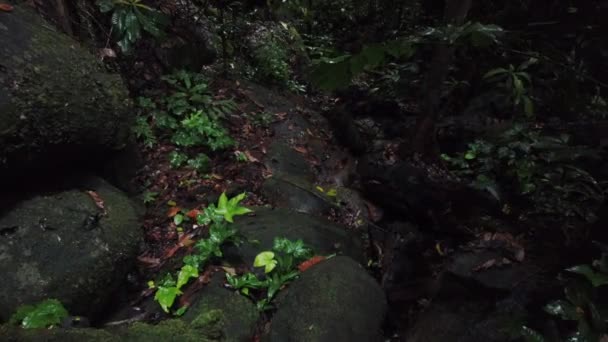 First Person View Walking Jungle Trail Gunung Gading National Park — Stock Video
