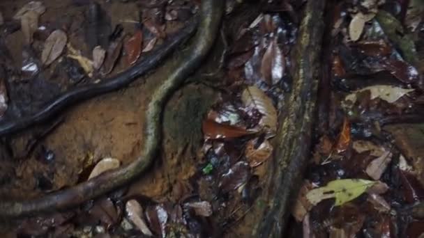 Eerste Persoon Uitzicht Wandelen Langs Jungle Trail Bij Gunung Gading — Stockvideo