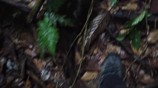 第一眼看到的是雨天在沙捞越伦库Gunung Gading国家公园的丛林小径上行走 — 图库视频影像