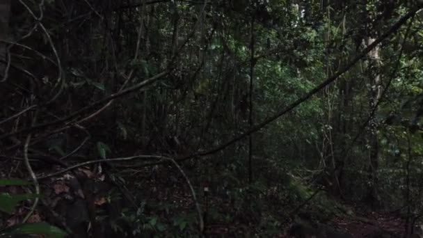 Orang Pertama Yang Melihat Berjalan Sepanjang Jalur Hutan Taman Nasional — Stok Video