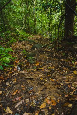 Gunung Gading Ulusal Parkı 'ndaki Güzel Orman Yolu, Lundu, Sarawak