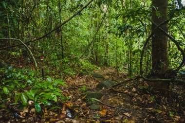 Gunung Gading Ulusal Parkı 'ndaki Güzel Orman Yolu, Lundu, Sarawak