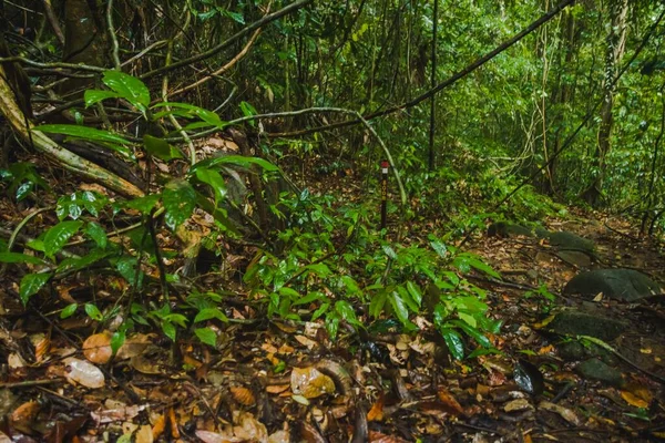 Schöner Dschungelpfad Gunung Gading Nationalpark Lundu Sarawak — Stockfoto