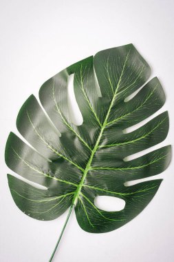 Dev canavar yaprakları beyaza karşı izole, metin için boşluk kopyala