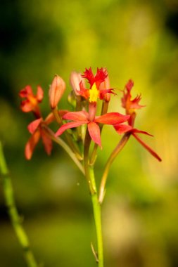 Güzel bir orkidenin makro çekimini kapattım.