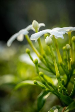 Güzel bir orkidenin makro çekimini kapattım.