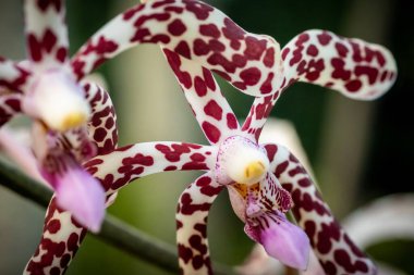Güzel bir orkidenin makro çekimini kapattım.