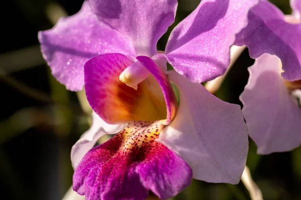 Güzel Bir Orkidenin Makro Çekimini Kapattım — Stok fotoğraf