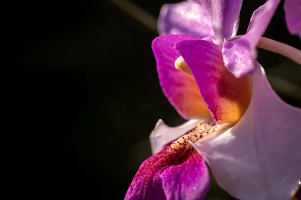 Fechou Tiro Macro Uma Orquídea Bonita — Fotografia de Stock