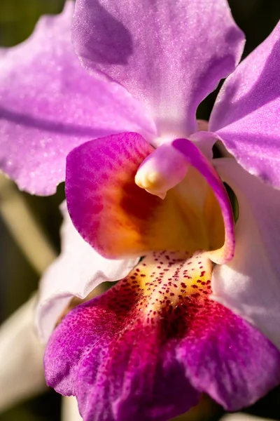 Gesloten Macro Shot Van Een Prachtige Orchidee — Stockfoto