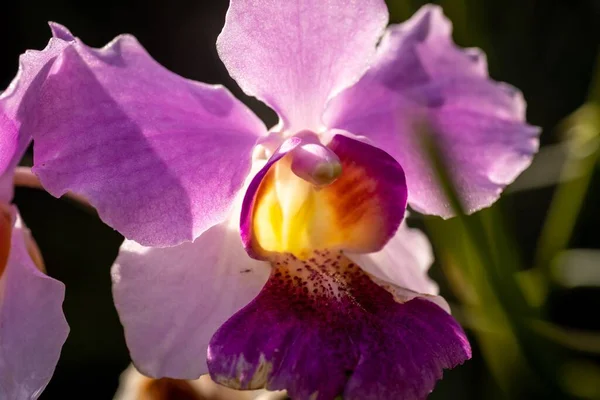 Cerrado Macro Disparo Una Hermosa Orquídea —  Fotos de Stock