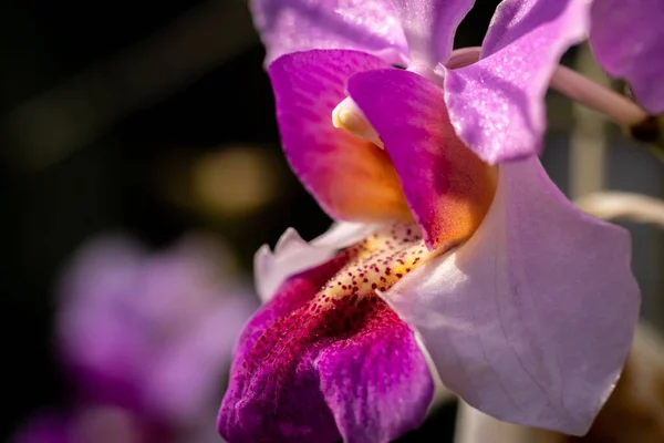 Cerrado Macro Disparo Una Hermosa Orquídea —  Fotos de Stock