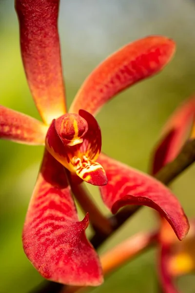 Fechou Tiro Macro Uma Orquídea Bonita — Fotografia de Stock