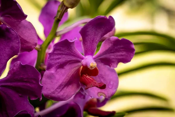 Gesloten Macro Shot Van Een Prachtige Orchidee — Stockfoto