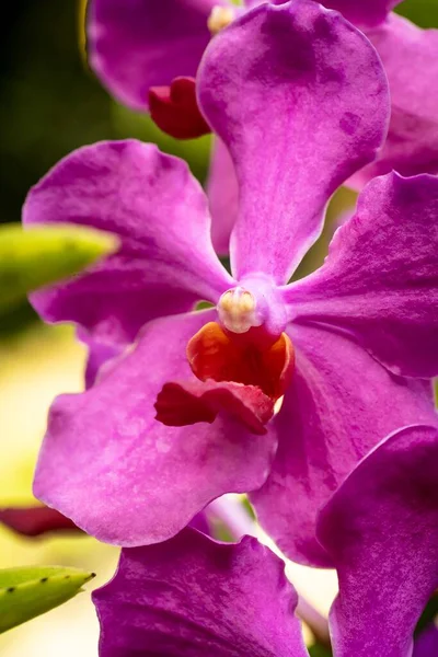 Zamknięty Makro Strzał Pięknej Orchidei — Zdjęcie stockowe