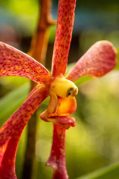 Cerrado Macro Disparo Una Hermosa Orquídea — Foto de Stock