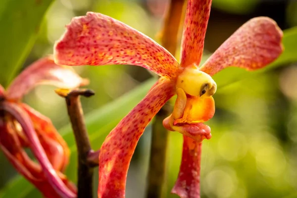 Plan Macro Fermé Une Belle Orchidée — Photo