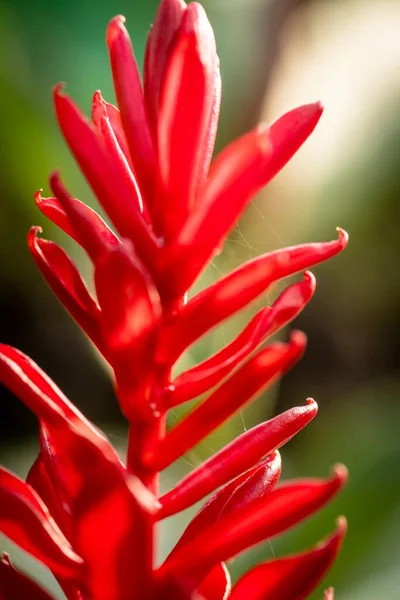 Cerrado Macro Disparo Una Hermosa Orquídea — Foto de Stock