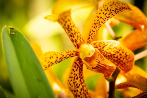 Cerrado Macro Disparo Una Hermosa Orquídea —  Fotos de Stock