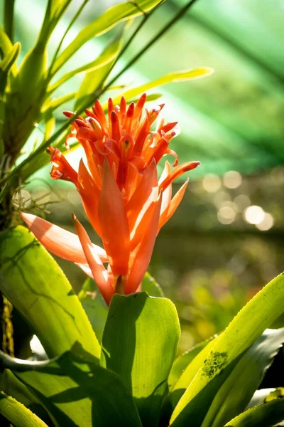 Fechou Tiro Macro Uma Orquídea Bonita — Fotografia de Stock