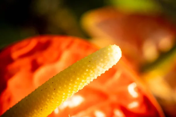 아름다운 난초의 매크로 — 스톡 사진