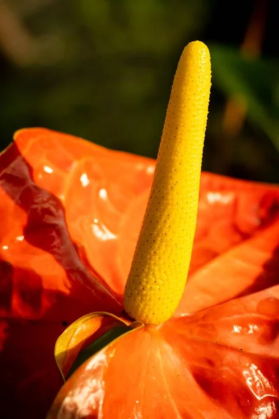 Fechou Tiro Macro Uma Orquídea Bonita — Fotografia de Stock