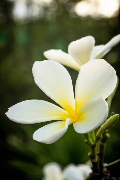 Cerrado Macro Disparo Una Hermosa Orquídea — Foto de Stock