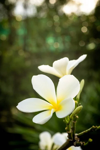 Cerrado Macro Disparo Una Hermosa Orquídea — Foto de Stock