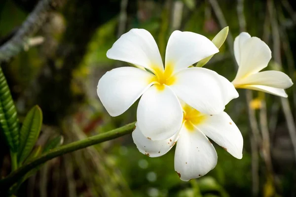 Gesloten Macro Shot Van Een Prachtige Orchidee — Stockfoto