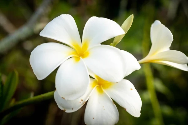 Gesloten Macro Shot Van Een Prachtige Orchidee — Stockfoto