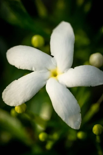 Zamknięty Makro Strzał Pięknej Orchidei — Zdjęcie stockowe