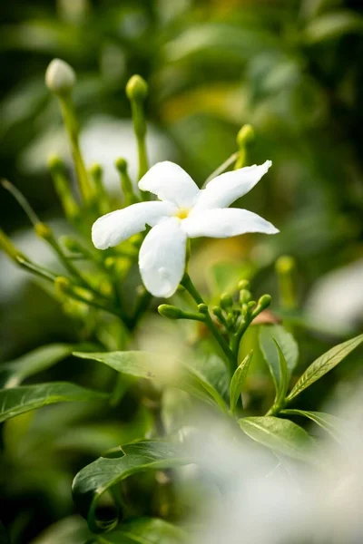 Zamknięty Makro Strzał Pięknej Orchidei — Zdjęcie stockowe